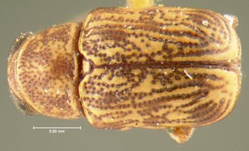 Media type: image;   Entomology 24981 Aspect: habitus dorsal view